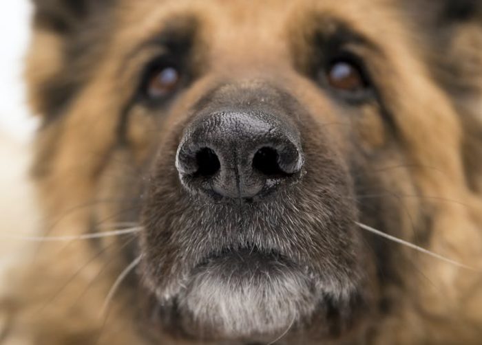 These dogs are trained to sniff out the coronavirus. Most have a 100% success rate