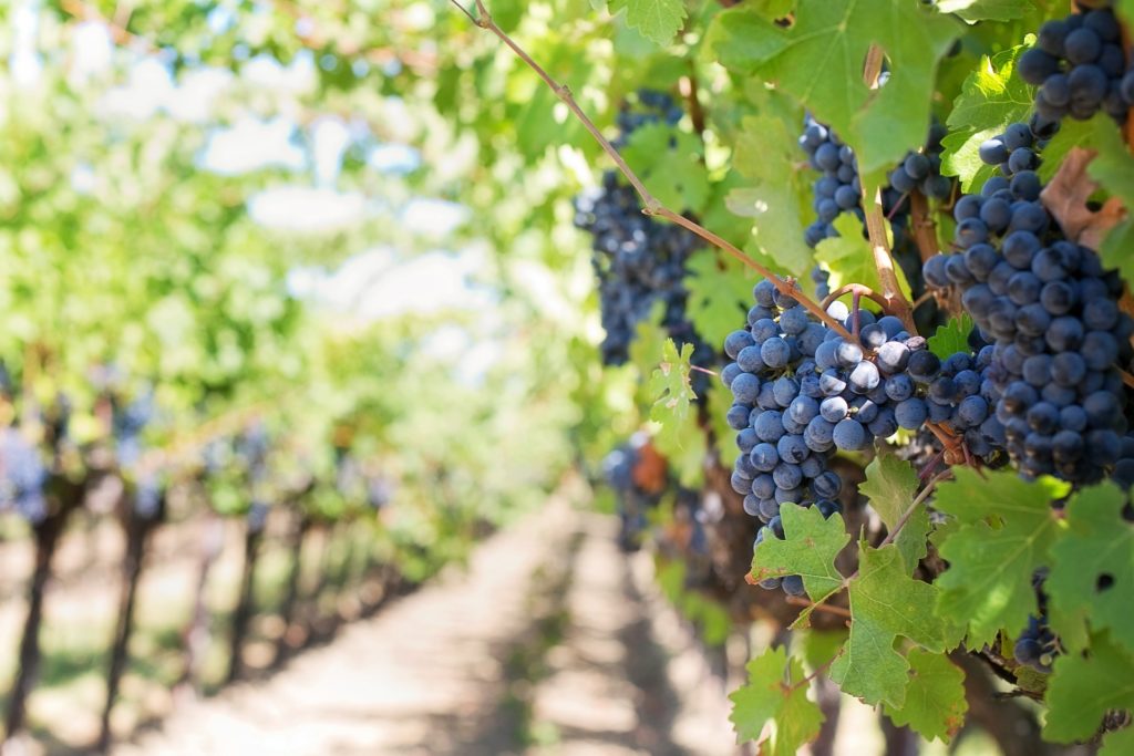 Many wineries and wine grape producers face closure