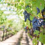 Many wineries and wine grape producers face closure