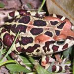 Western leopard toad migration begins in Cape: How to help