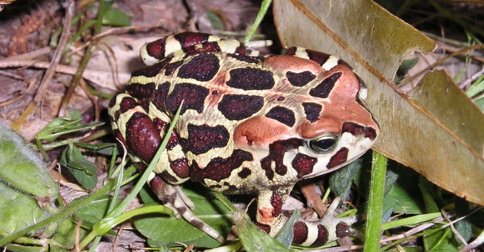 Western leopard toad migration begins in Cape: How to help