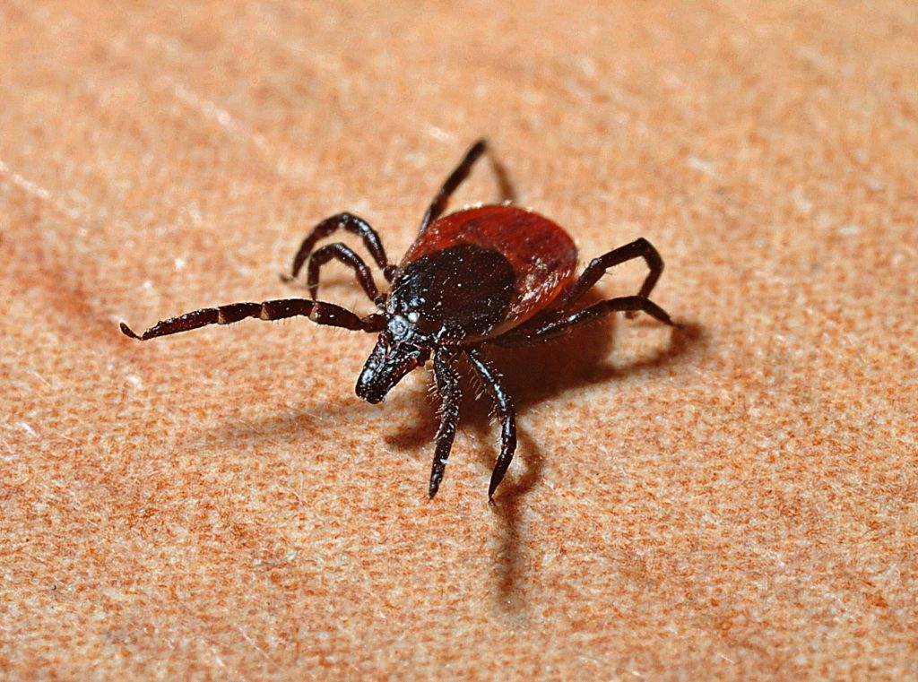 Tick-borne virus spreads in China