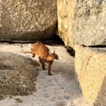 Caracal spotted on Clifton 1st Beach