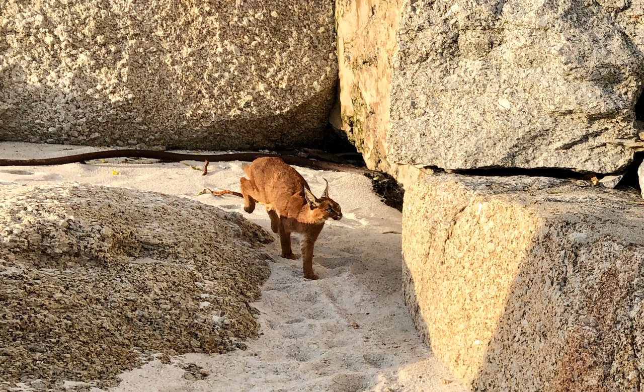 Caracal spotted on Clifton 1st Beach