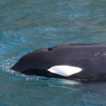 Orca pair Port and Starboard sighted in Millers Point