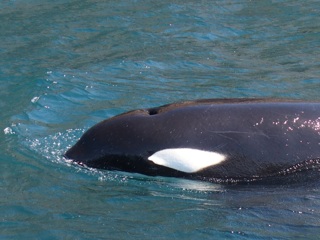 Orca pair Port and Starboard sighted in Millers Point