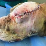 Dog left with horrific stab wounds to face and body