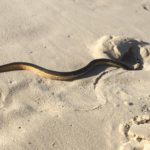 Yellow-bellied sea snake on the Fish Hoek seashore