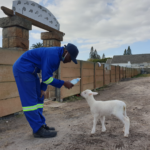 Little lamb and SPCA worker form loving bond