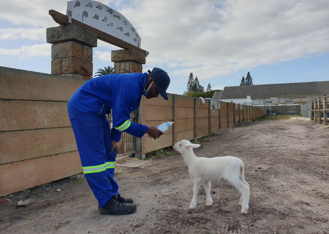 Little lamb and SPCA worker form loving bond