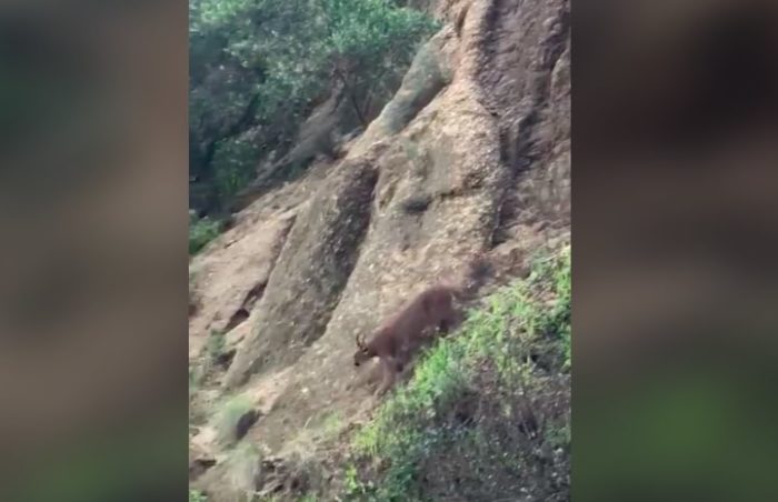 Caracal enjoys a hike and beach stroll