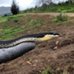 Boomslang rescued from Stellenbosch farm