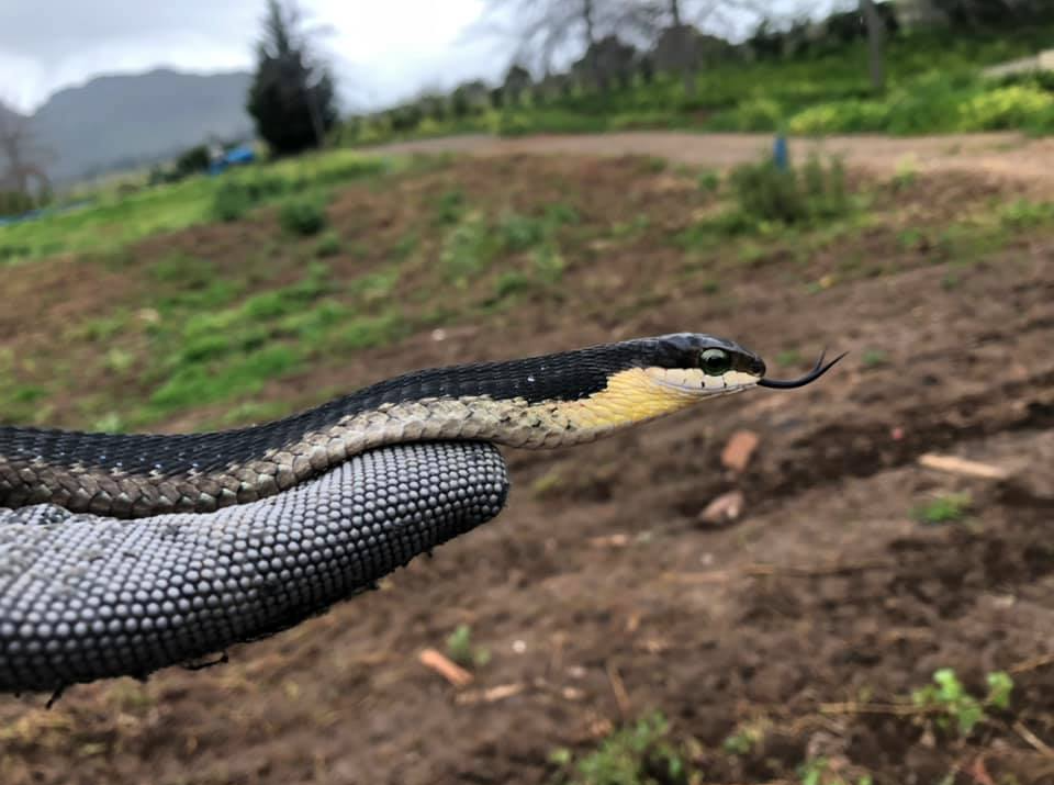 Boomslang rescued from Stellenbosch farm