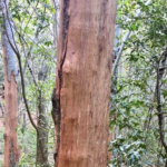 Bark stripping increasing in Newlands Forest