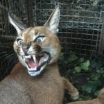 Rat poison use is affecting caracals