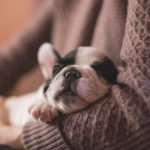 Dog owners warned of parvovirus resurgence