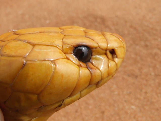 Snake season is back in the Mother City