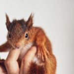 Noodhoek, Fish Hoek residents warned to be careful of baby squirrels