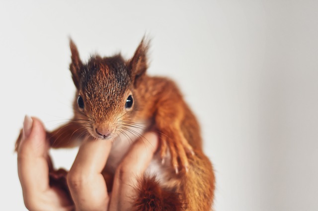 Noodhoek, Fish Hoek residents warned to be careful of baby squirrels