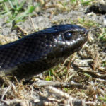 Nature-lovers warned of increased snake activity