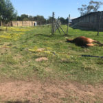 SAPS will prosecute those spreading fake news on Fairview horse attack