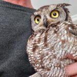 St Helena Bay sanctuary protects declining owl populations