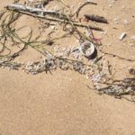 Influx of nurdles on Cape beaches may be result of container lost at sea