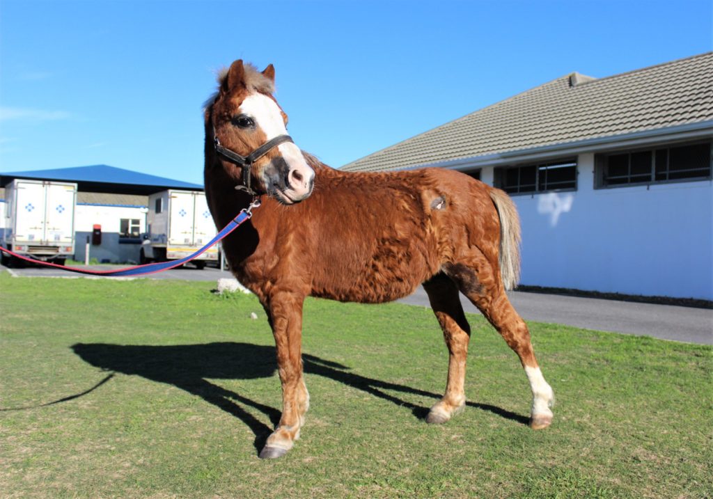 SPCA seeks forever home for farmyard animals