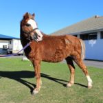 SPCA seeks forever home for farmyard animals