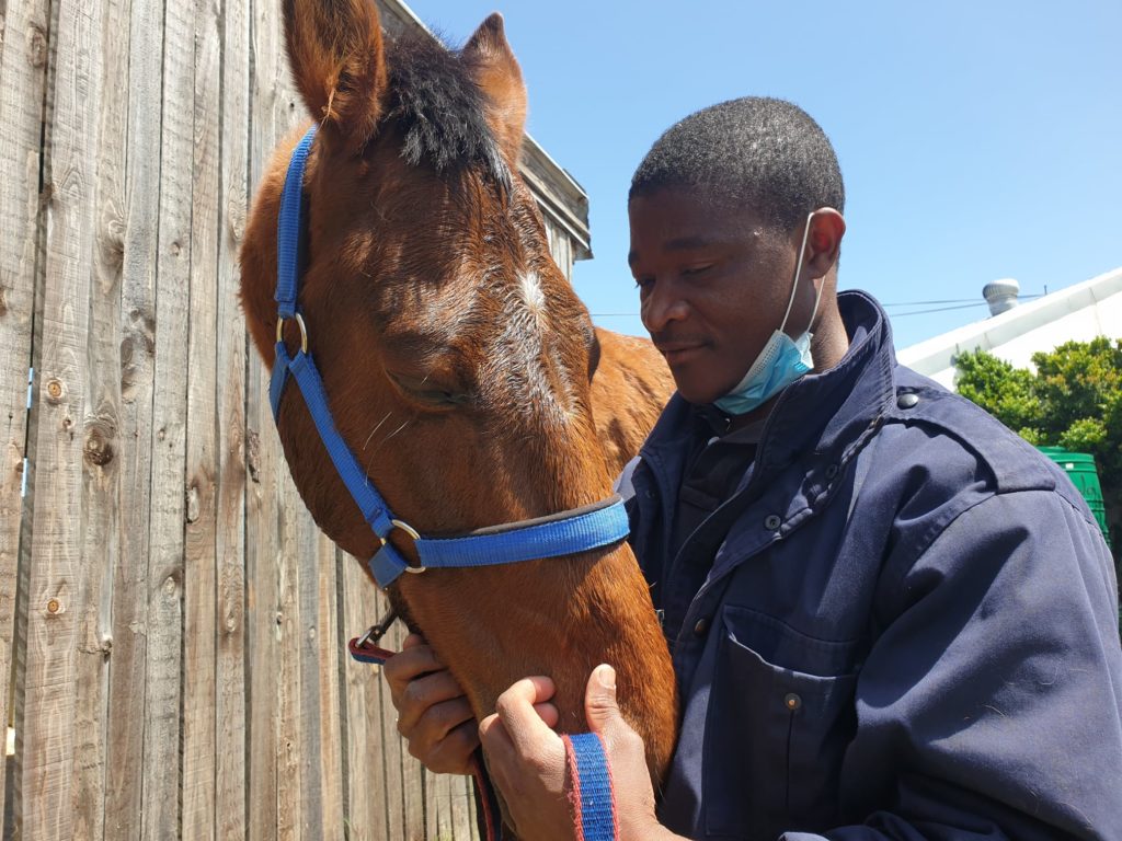 The SPCA is seeking a home for Star Master the horse