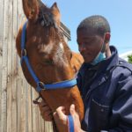 The SPCA is seeking a home for Star Master the horse