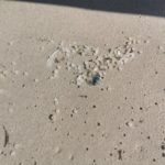 Nurdles wash up on Cape Town beaches