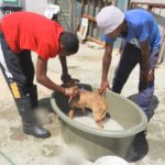 Cape dogs dipped and pest free