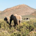 Aquila Private Game Reserve wins prestigious award