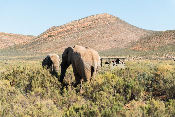 Aquila Private Game Reserve wins prestigious award