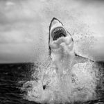 Cape Town photographer wins international prize for 'flying shark' image