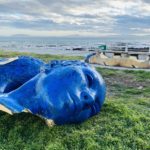 Blue heads don't survive Cape's windy weather