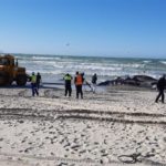 More whales could wash up on Cape's shores