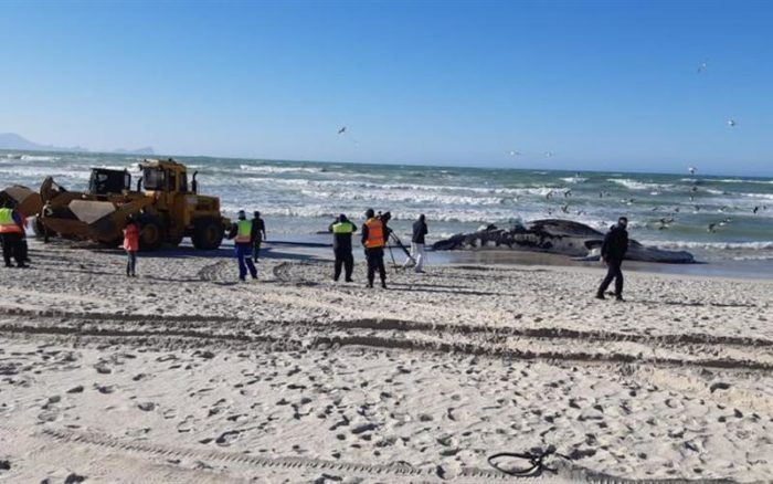 More whales could wash up on Cape's shores