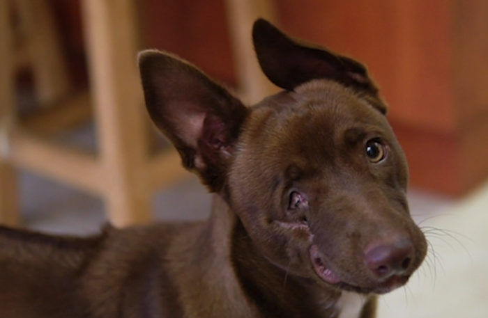 Blinded puppy becomes mascot for Khayelitsha based animal clinic