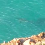 Elephant seal chases great white in Robberg Beach waters