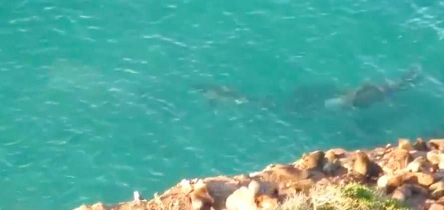 Elephant seal chases great white in Robberg Beach waters