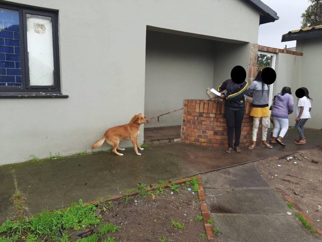 Dog taken into care of SPCA after being chained up