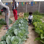 Bonteheuwel community plants its own food to fight hunger