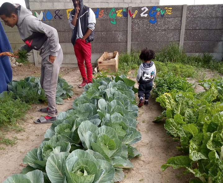 Bonteheuwel community plants its own food to fight hunger