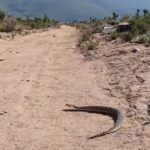 Slew of snakes spotted in Jonkershoek Nature Reserve