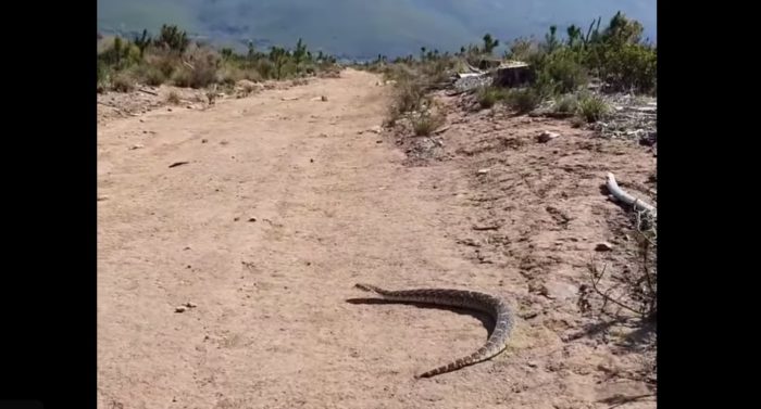 Slew of snakes spotted in Jonkershoek Nature Reserve