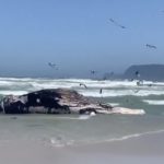 Whale carcass washes up on Strandfontein beach