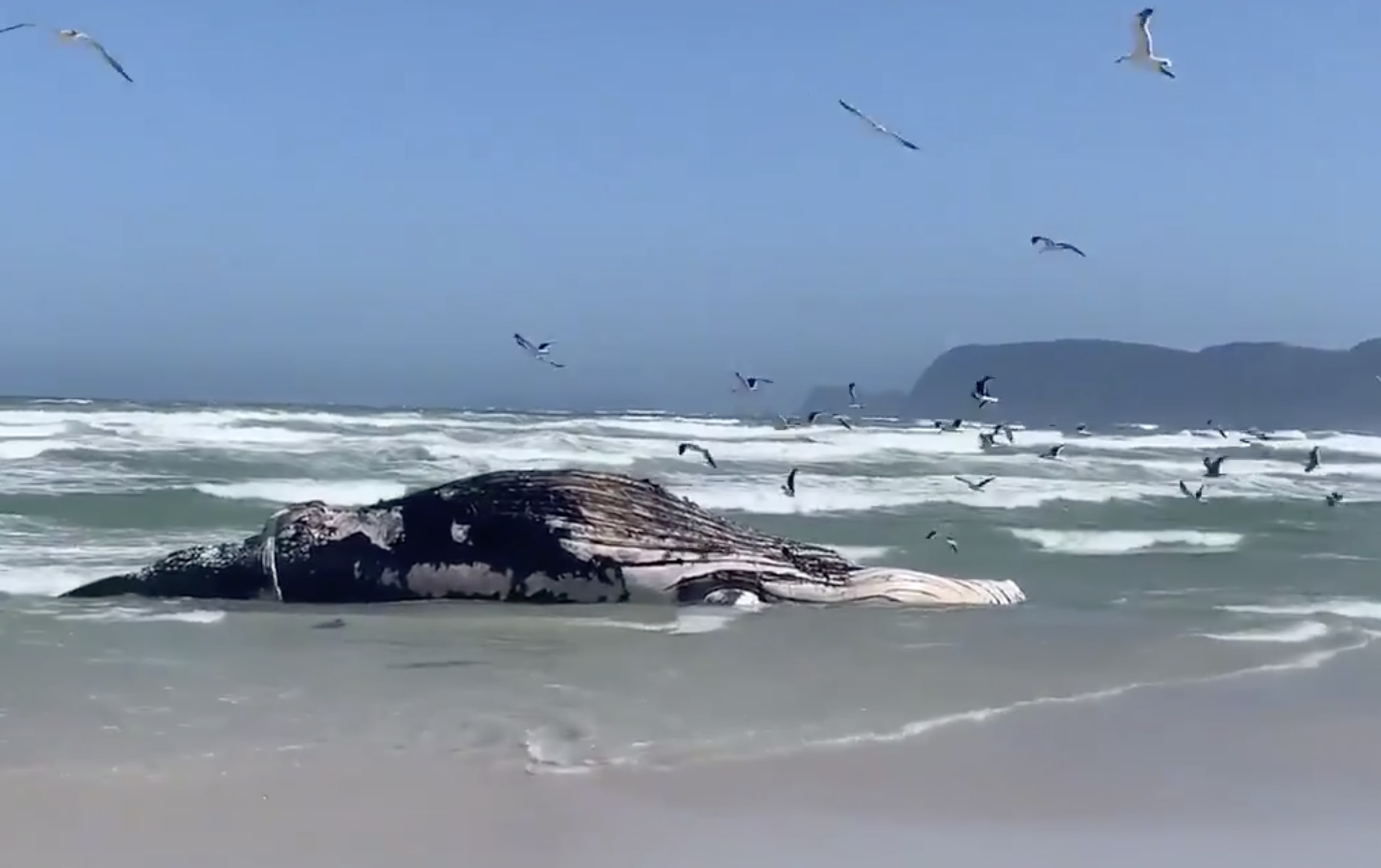 Whale carcass washes up on Strandfontein beach