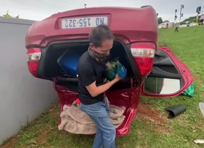 Peacock discovered in car after chase in Umhlanga